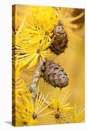 Larch {Larix Deciduas} Yellow Needles and Cones in Autumn, Donisthorpe, the National Forest, UK-Ross Hoddinott-Stretched Canvas