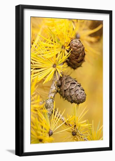 Larch {Larix Deciduas} Yellow Needles and Cones in Autumn, Donisthorpe, the National Forest, UK-Ross Hoddinott-Framed Premium Photographic Print