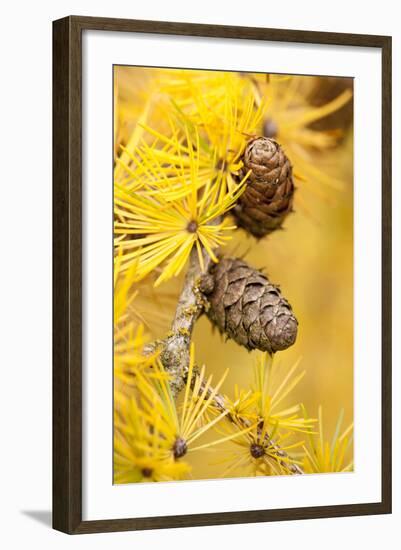 Larch {Larix Deciduas} Yellow Needles and Cones in Autumn, Donisthorpe, the National Forest, UK-Ross Hoddinott-Framed Premium Photographic Print