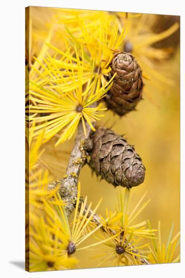 Larch {Larix Deciduas} Yellow Needles and Cones in Autumn, Donisthorpe, the National Forest, UK-Ross Hoddinott-Stretched Canvas