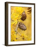 Larch {Larix Deciduas} Yellow Needles and Cones in Autumn, Donisthorpe, the National Forest, UK-Ross Hoddinott-Framed Photographic Print