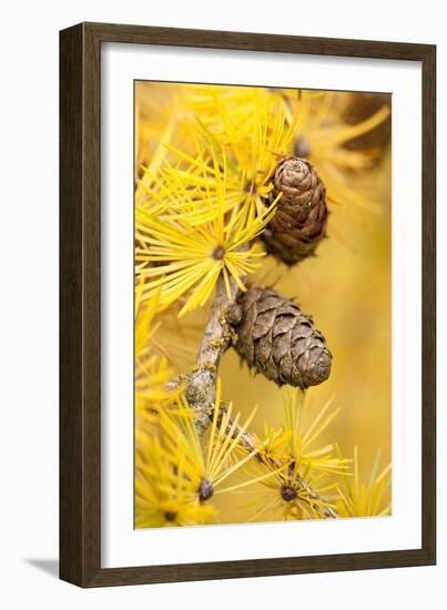 Larch {Larix Deciduas} Yellow Needles and Cones in Autumn, Donisthorpe, the National Forest, UK-Ross Hoddinott-Framed Photographic Print