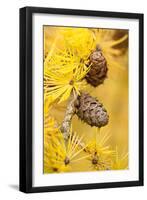 Larch {Larix Deciduas} Yellow Needles and Cones in Autumn, Donisthorpe, the National Forest, UK-Ross Hoddinott-Framed Photographic Print