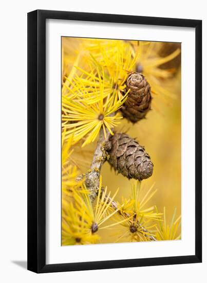 Larch {Larix Deciduas} Yellow Needles and Cones in Autumn, Donisthorpe, the National Forest, UK-Ross Hoddinott-Framed Photographic Print