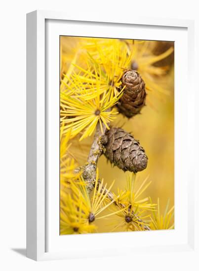 Larch {Larix Deciduas} Yellow Needles and Cones in Autumn, Donisthorpe, the National Forest, UK-Ross Hoddinott-Framed Photographic Print