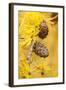 Larch {Larix Deciduas} Yellow Needles and Cones in Autumn, Donisthorpe, the National Forest, UK-Ross Hoddinott-Framed Photographic Print