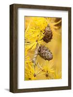 Larch {Larix Deciduas} Yellow Needles and Cones in Autumn, Donisthorpe, the National Forest, UK-Ross Hoddinott-Framed Photographic Print