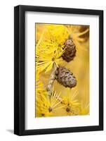 Larch {Larix Deciduas} Yellow Needles and Cones in Autumn, Donisthorpe, the National Forest, UK-Ross Hoddinott-Framed Photographic Print