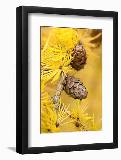 Larch {Larix Deciduas} Yellow Needles and Cones in Autumn, Donisthorpe, the National Forest, UK-Ross Hoddinott-Framed Photographic Print