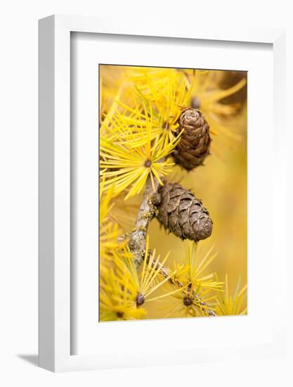 Larch {Larix Deciduas} Yellow Needles and Cones in Autumn, Donisthorpe, the National Forest, UK-Ross Hoddinott-Framed Photographic Print