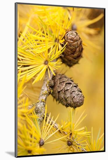 Larch {Larix Deciduas} Yellow Needles and Cones in Autumn, Donisthorpe, the National Forest, UK-Ross Hoddinott-Mounted Photographic Print