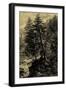 Larch Tree-Ernst Heyn-Framed Art Print