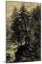 Larch Tree-Ernst Heyn-Mounted Art Print