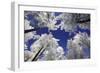 Larch Trees Covered with Snow and Frost in Winter-null-Framed Photographic Print