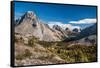 Larch trees in autumn, Burstall Pass, Mt. Burstall, Rocky Mountains, Alberta, Canada-null-Framed Stretched Canvas