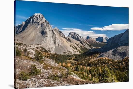 Larch trees in autumn, Burstall Pass, Mt. Burstall, Rocky Mountains, Alberta, Canada-null-Stretched Canvas