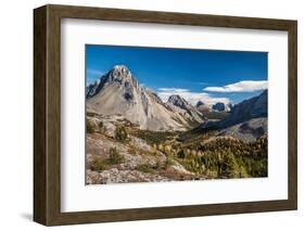 Larch trees in autumn, Burstall Pass, Mt. Burstall, Rocky Mountains, Alberta, Canada-null-Framed Photographic Print