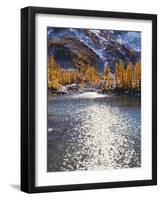 Larch trees in fall on Leprechaun Lake, Alpine Lakes Wilderness, Enchantment Basin, Washington, USA-Charles Gurche-Framed Photographic Print