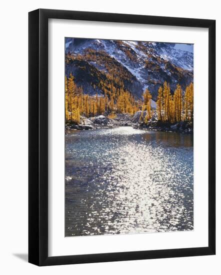 Larch trees in fall on Leprechaun Lake, Alpine Lakes Wilderness, Enchantment Basin, Washington, USA-Charles Gurche-Framed Photographic Print
