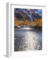 Larch trees in fall on Leprechaun Lake, Alpine Lakes Wilderness, Enchantment Basin, Washington, USA-Charles Gurche-Framed Photographic Print