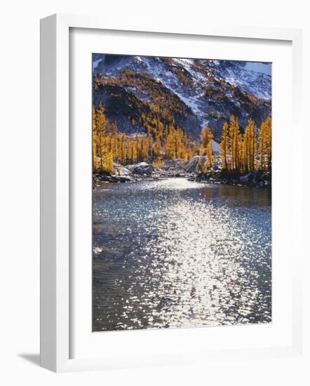 Larch trees in fall on Leprechaun Lake, Alpine Lakes Wilderness, Enchantment Basin, Washington, USA-Charles Gurche-Framed Photographic Print