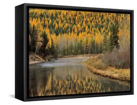 Larch Trees Reflect into McDonald Creek, Glacier National Park, Montana, USA-Chuck Haney-Framed Stretched Canvas