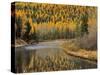 Larch Trees Reflect into McDonald Creek, Glacier National Park, Montana, USA-Chuck Haney-Stretched Canvas