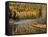 Larch Trees Reflect into McDonald Creek, Glacier National Park, Montana, USA-Chuck Haney-Framed Stretched Canvas