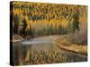 Larch Trees Reflect into McDonald Creek, Glacier National Park, Montana, USA-Chuck Haney-Stretched Canvas