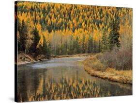 Larch Trees Reflect into McDonald Creek, Glacier National Park, Montana, USA-Chuck Haney-Stretched Canvas