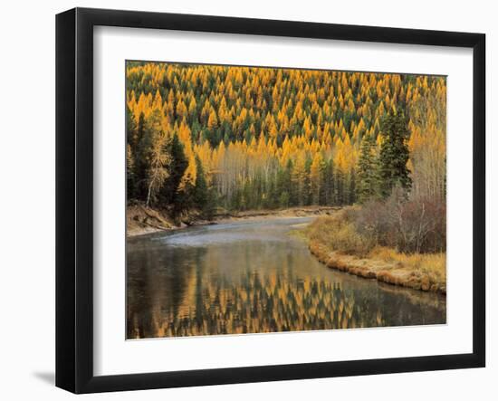 Larch Trees Reflect into McDonald Creek, Glacier National Park, Montana, USA-Chuck Haney-Framed Photographic Print