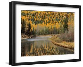 Larch Trees Reflect into McDonald Creek, Glacier National Park, Montana, USA-Chuck Haney-Framed Photographic Print