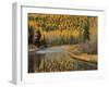 Larch Trees Reflect into McDonald Creek, Glacier National Park, Montana, USA-Chuck Haney-Framed Photographic Print