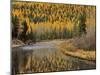 Larch Trees Reflect into McDonald Creek, Glacier National Park, Montana, USA-Chuck Haney-Mounted Photographic Print