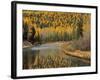 Larch Trees Reflect into McDonald Creek, Glacier National Park, Montana, USA-Chuck Haney-Framed Photographic Print