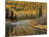 Larch Trees Reflect into McDonald Creek, Glacier National Park, Montana, USA-Chuck Haney-Mounted Photographic Print
