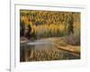 Larch Trees Reflect into McDonald Creek, Glacier National Park, Montana, USA-Chuck Haney-Framed Photographic Print