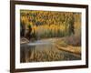 Larch Trees Reflect into McDonald Creek, Glacier National Park, Montana, USA-Chuck Haney-Framed Photographic Print