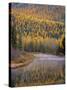 Larch Trees Reflect into Mcdonald Creek in Autumn in Glacier National Park, Montana, USA-Chuck Haney-Stretched Canvas