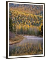 Larch Trees Reflect into Mcdonald Creek in Autumn in Glacier National Park, Montana, USA-Chuck Haney-Framed Photographic Print