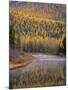 Larch Trees Reflect into Mcdonald Creek in Autumn in Glacier National Park, Montana, USA-Chuck Haney-Mounted Photographic Print