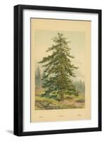 Larch-William Henry James Boot-Framed Giclee Print