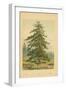 Larch-William Henry James Boot-Framed Giclee Print