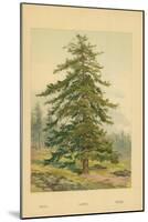Larch-William Henry James Boot-Mounted Giclee Print