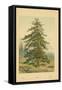 Larch-William Henry James Boot-Framed Stretched Canvas