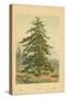 Larch-William Henry James Boot-Stretched Canvas