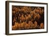 Larches in Autumn-Michel Manzoni-Framed Giclee Print