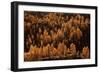 Larches in Autumn-Michel Manzoni-Framed Giclee Print