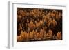 Larches in Autumn-Michel Manzoni-Framed Giclee Print