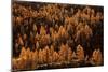 Larches in Autumn-Michel Manzoni-Mounted Giclee Print